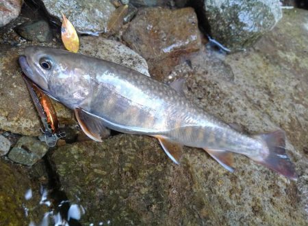 梅雨の晴れ間にイワナ釣り